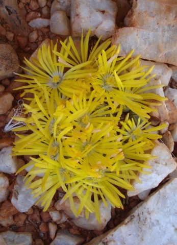 Lithops olivacea boundless bloomtime 